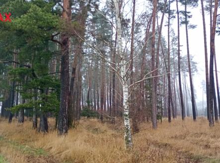 img-20251204-114953369.jpg | Prodej - pozemek, les, 9 849 m²