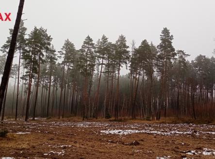 img-20251204-115214488-mfnr.jpg | Prodej - pozemek, les, 9 849 m²