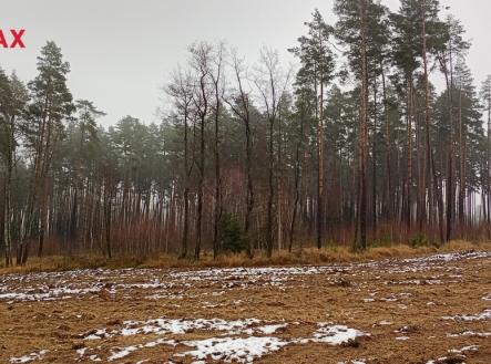 img-20251204-115207867-hdr.jpg | Prodej - pozemek, les, 9 849 m²