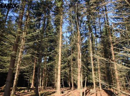 img-8371.jpg | Prodej - pozemek, les, 33 347 m²