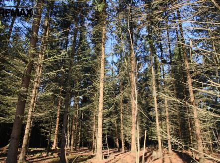 img-8371.jpg | Prodej - pozemek, les, 33 347 m²