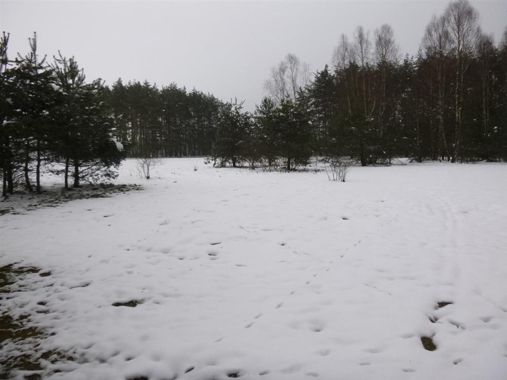 Dražba spoluvlastnického podílu ve výši 1/2 na pozemku v obci Labská Stráň, okr. Děčín