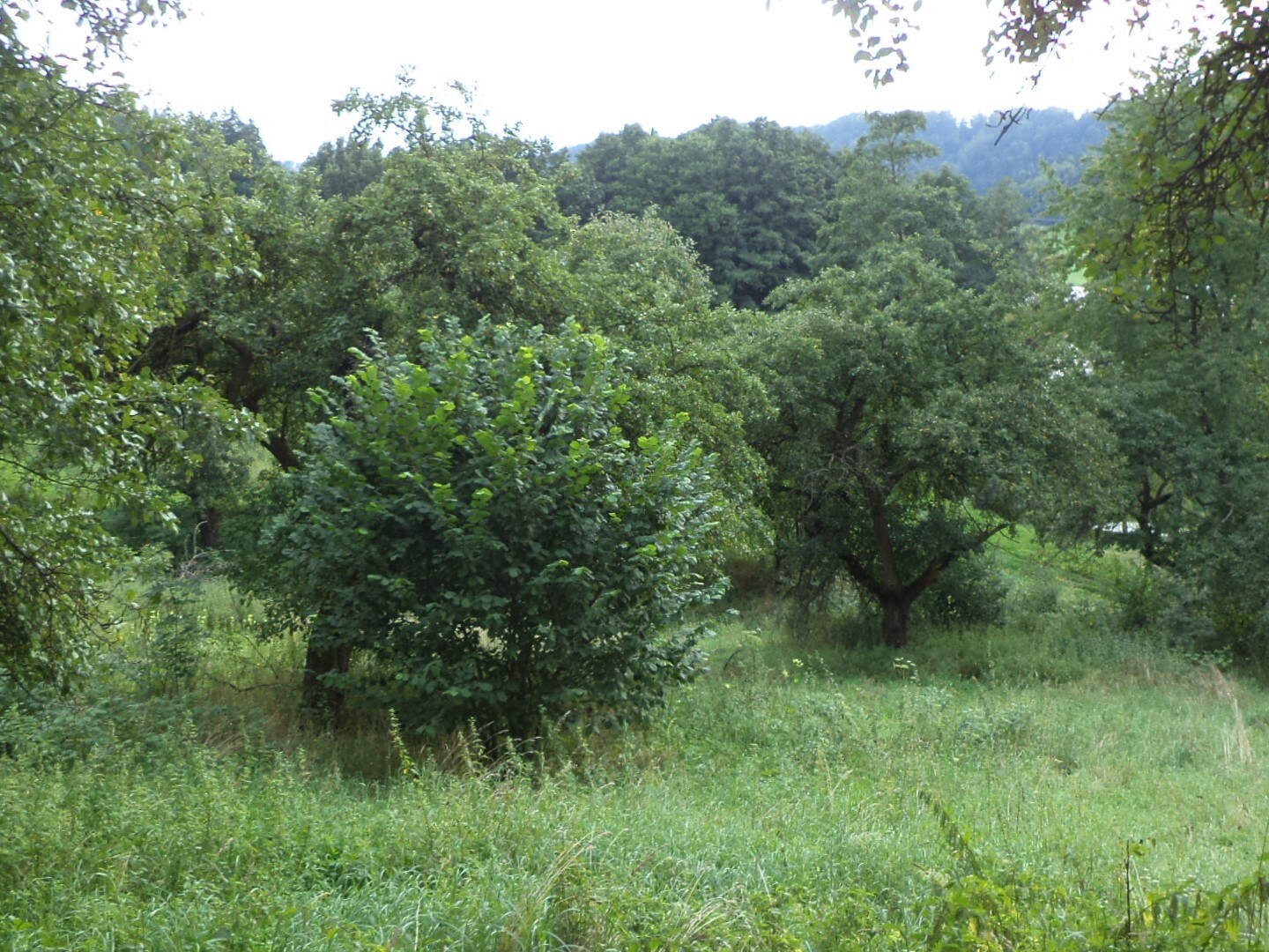 Pozemek o velikosti 12632m2, Horní Dobrouč