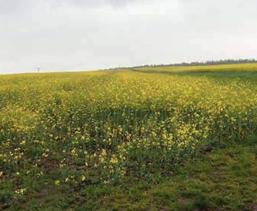 Pozemeky o velikosti 6725m2, Malenovice