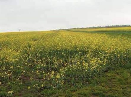 Prodej - pozemek, trvalý travní porost, 6 725 m²