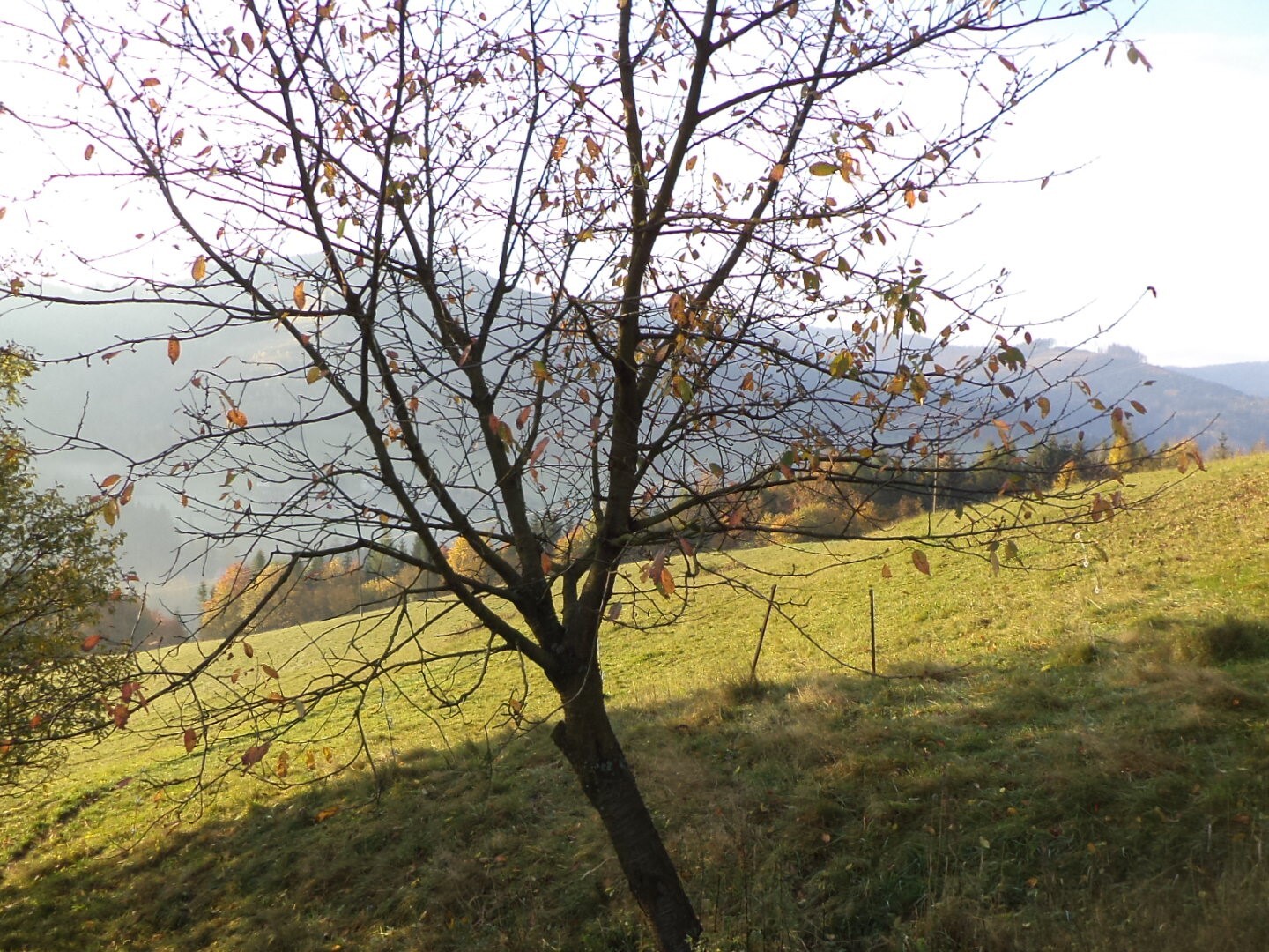 Pozemky o velikosti 9791m2, Dolní Lomná