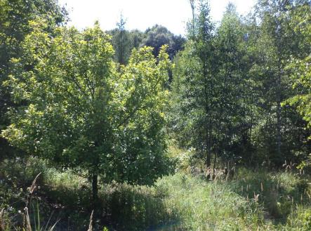 Prodej - pozemek, ostatní, 1 274 m²