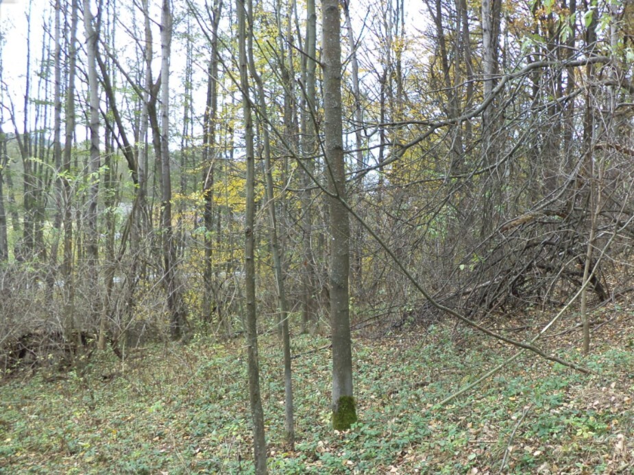 Pozemek o velikosti 2463m2, Dlouhá Stropnice