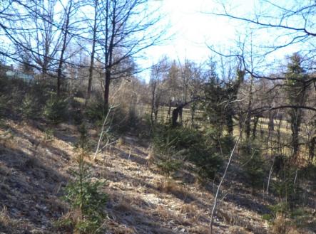 Prodej - pozemek, trvalý travní porost, 3 115 m²