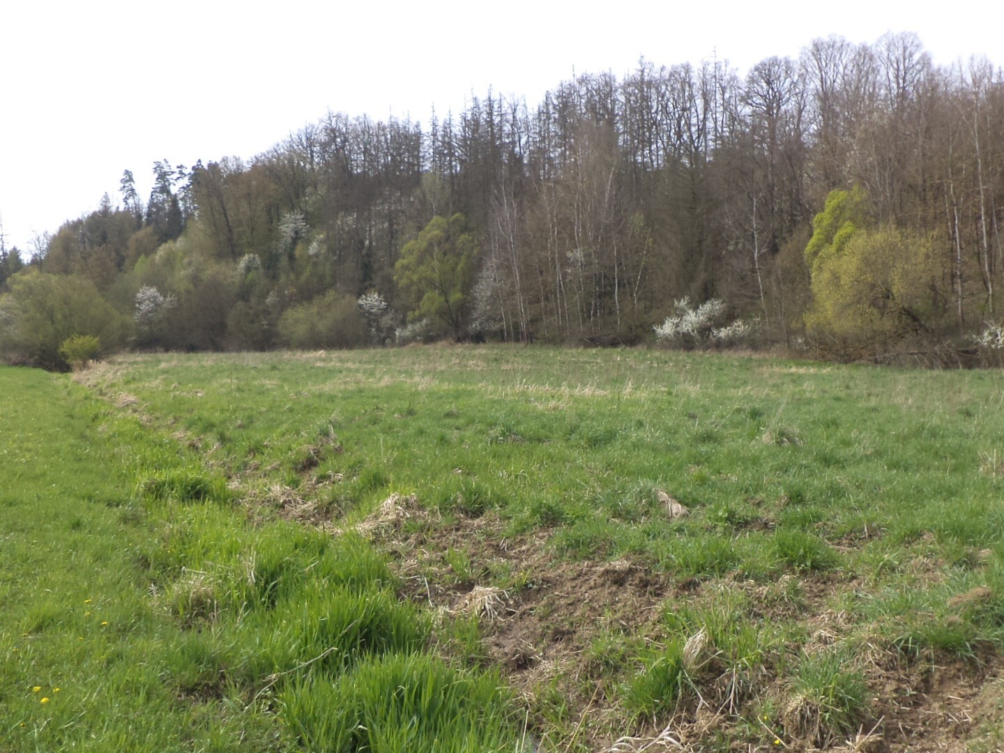 Pozemek o velikosti 2759m2, Dančovice