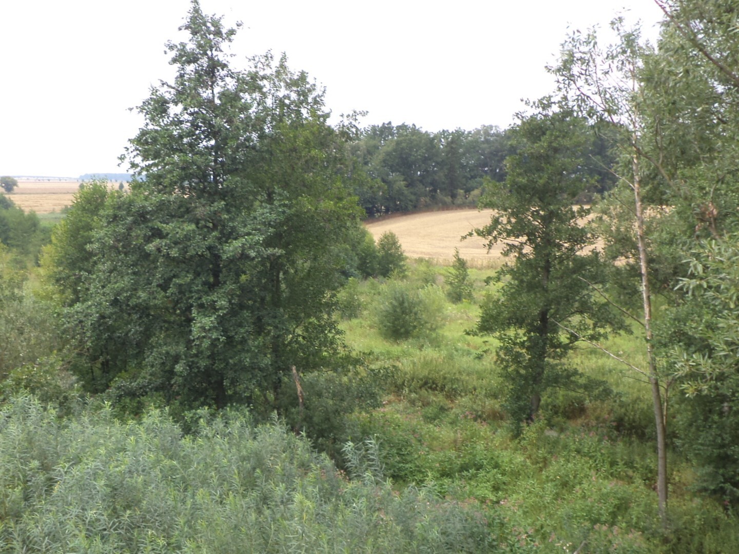 Pozemek o velikosti 8942m2, Bohuslavice u Hlučína
