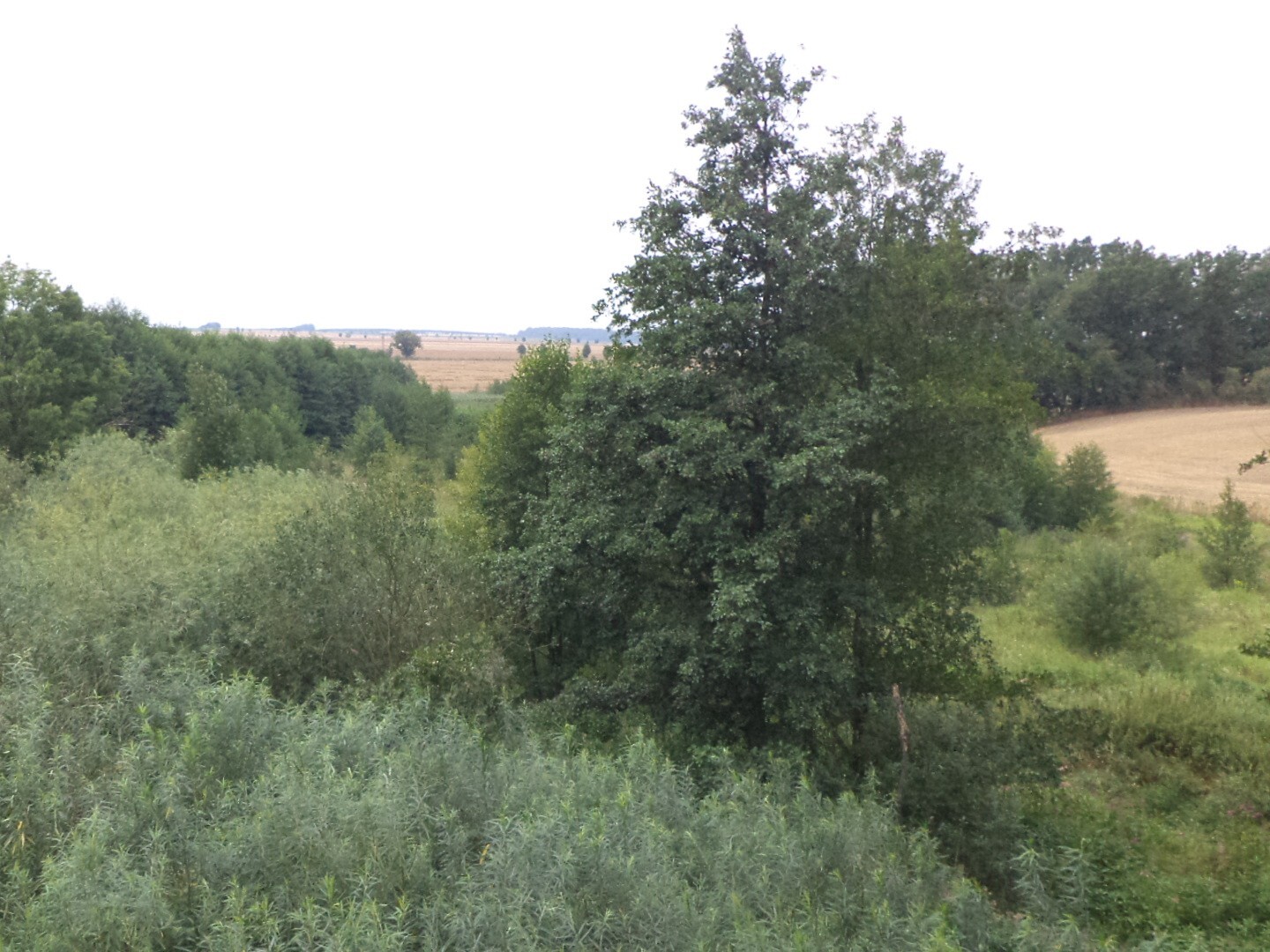 Pozemek o velikosti 8942m2, Bohuslavice u Hlučína