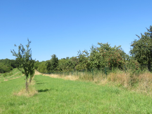 Ovocný sad k o velikosti 5768m2, Nové Strašecí, podíl 1/2