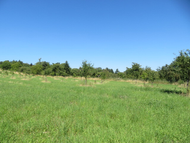 Ovocný sad k o velikosti 5768m2, Nové Strašecí, podíl 1/2