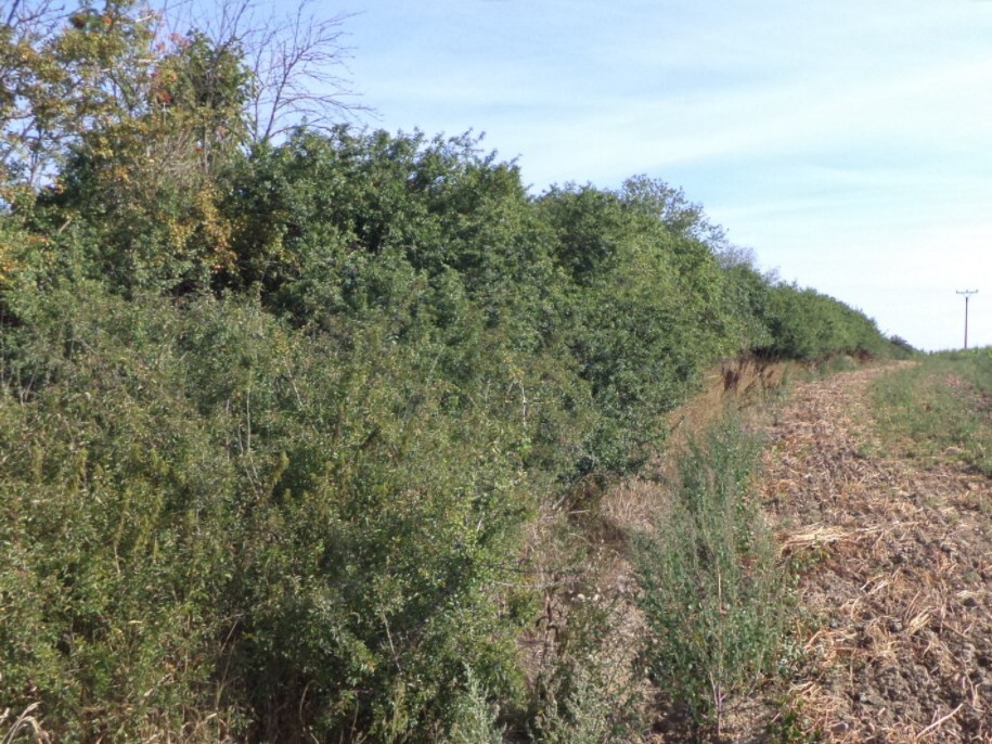 Pozemek o velikosti 6167m2, Žihle