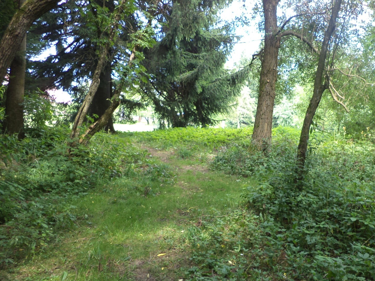 Pozemek o velikosti 5224m2, Pěčín u Rychnova nad Kněžnou