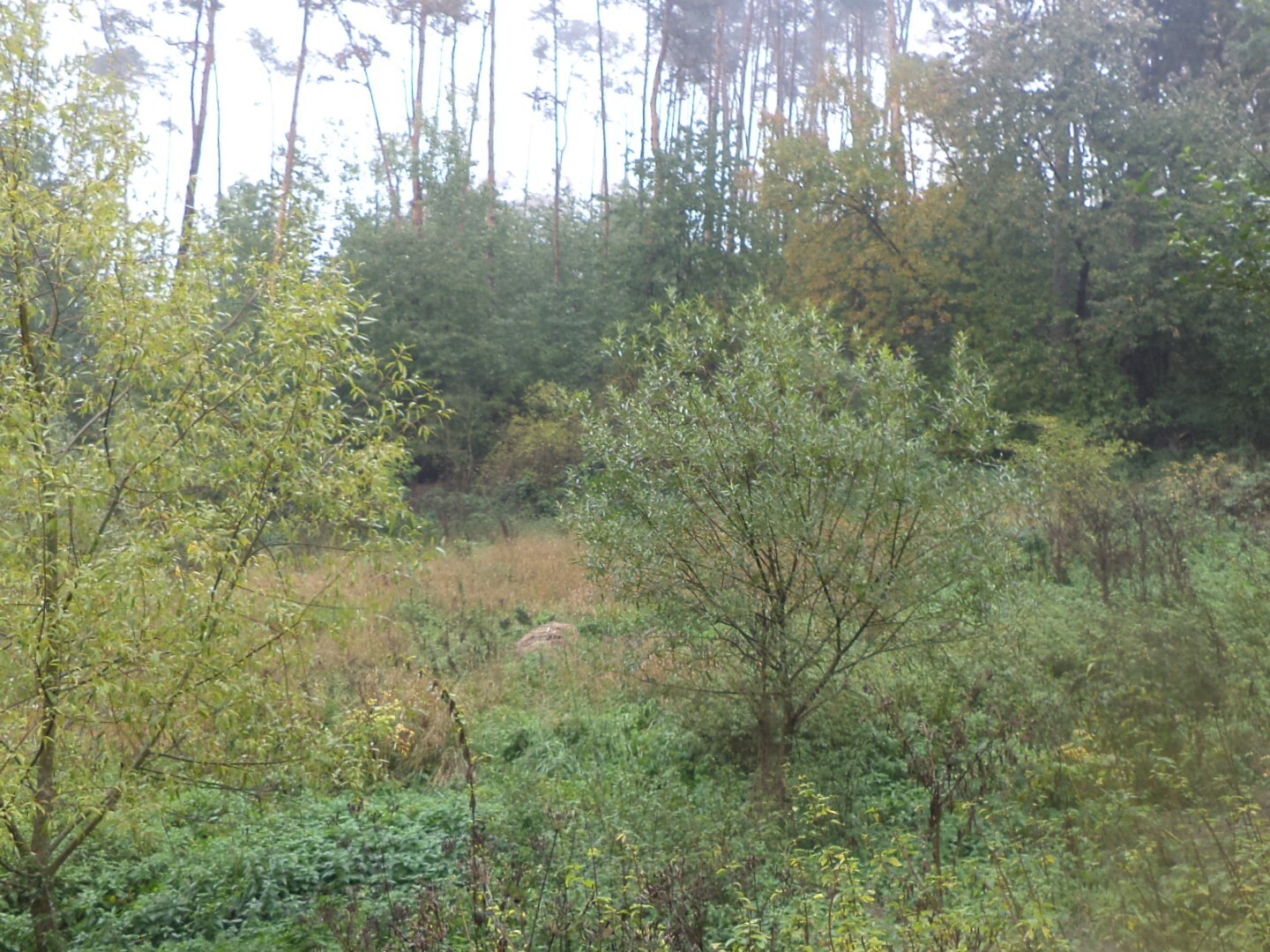 Pozemek o velikosti 986m2, Biskupice u Hrotovic