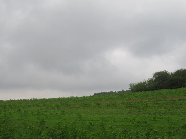 Pozemek o velikosti 26214m2, Týn nad Vltavou, podíl 1/6