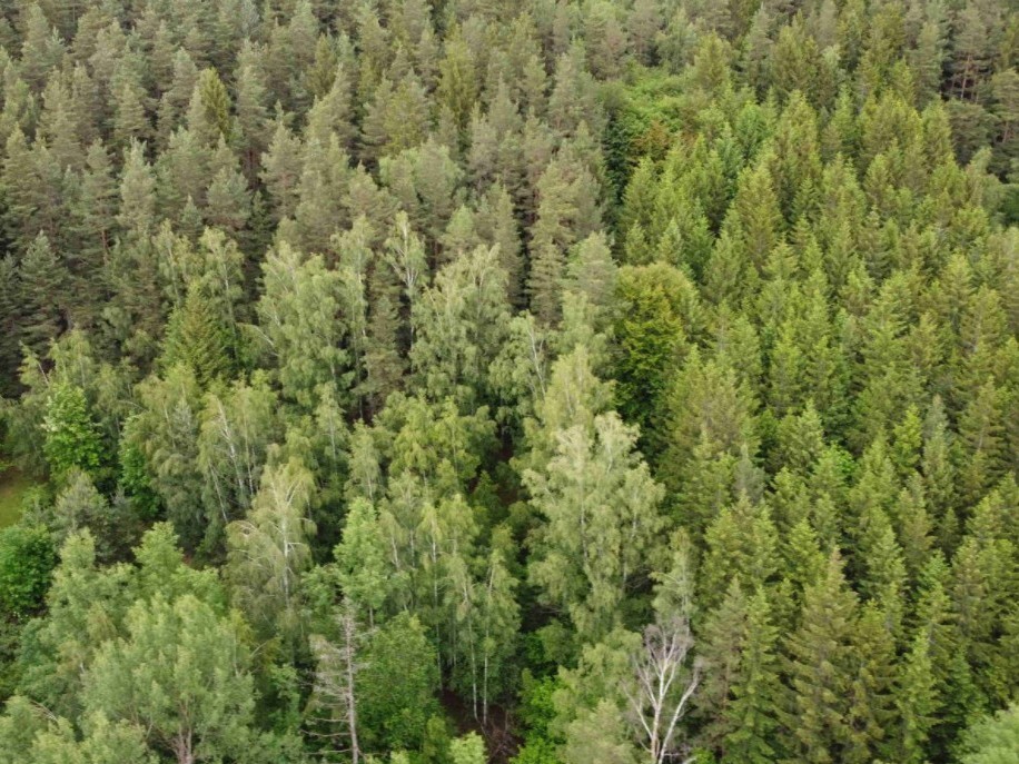 Pozemek o velikosti 1970m2, Rejštejn