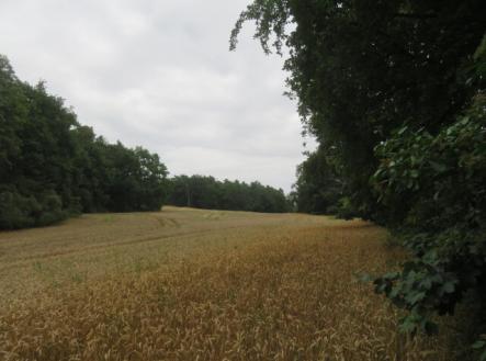 Prodej - pozemek, les, 23 907 m²