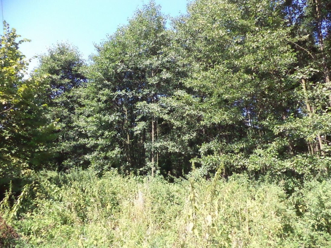 Pozemek o velikosti 4529m2,  Stonava