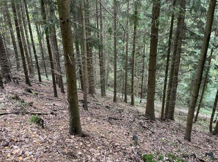 Prodej - pozemek, les, 3 816 m²