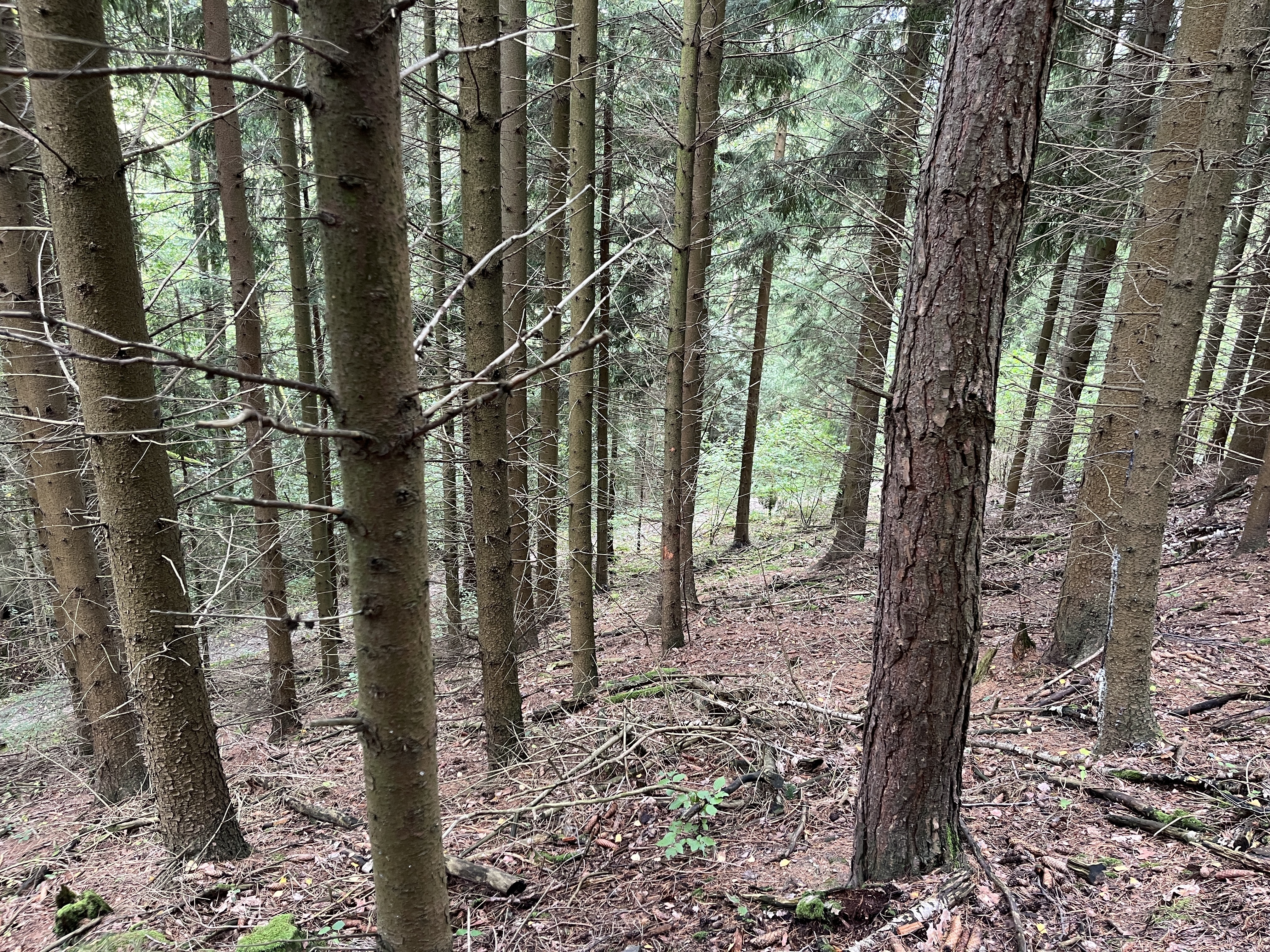 E-veřejná soutěž pozemku o výměře 3816 m2, kat. území Smrčí u Semil