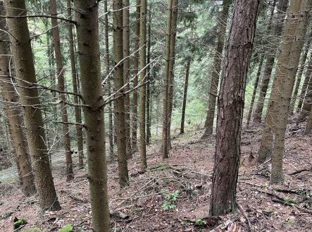 Prodej - pozemek, les, 3 816 m²