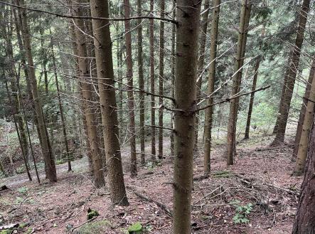 Prodej - pozemek, les, 3 816 m²