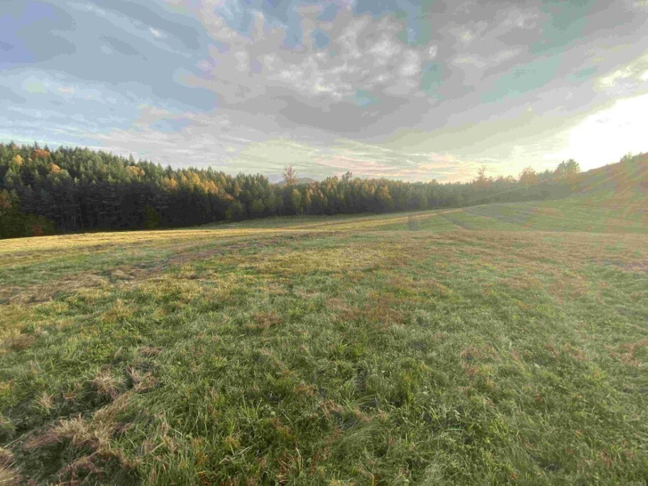 Pozemek o velikosti 7470m2, Trávník u Cvikova