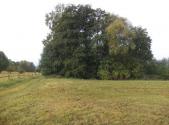 Prodej - pozemek, trvalý travní porost, 1 083 m²