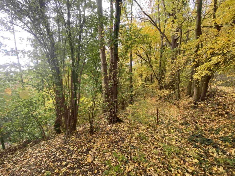 Pozemek o velikosti 2639m2, Svijany