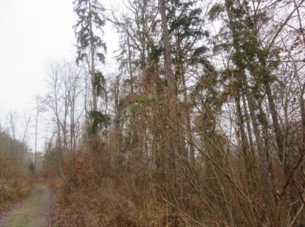 Prodej - pozemek, les, 707 167 m²