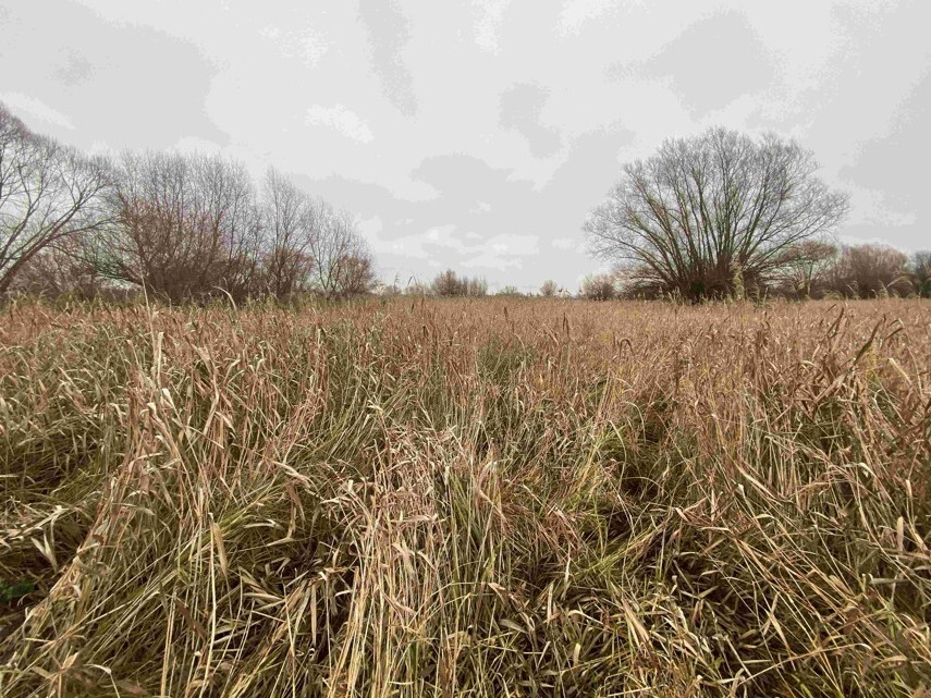 Pozemek o velikosti 4103m2, Křenovice u Kojetína