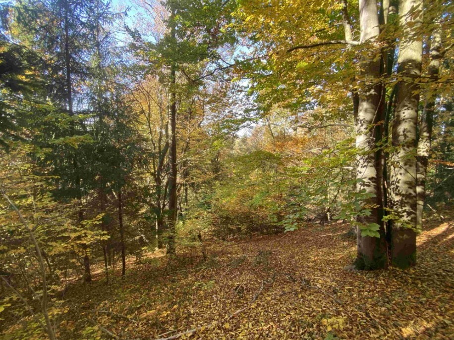 Pozemek o velikosti 2828m2, Střevelná