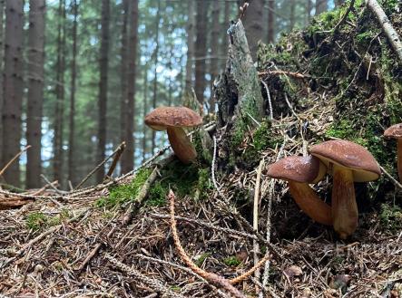 . | Prodej - pozemek, les, 14 492 m²