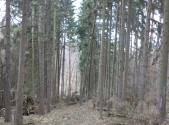 Prodej - pozemek, les, 5 834 m²