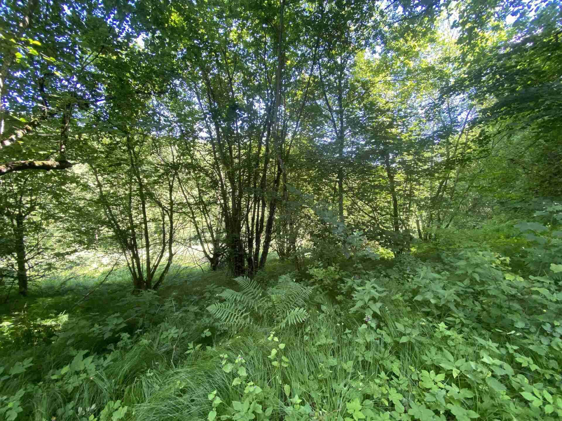 prodej pozemku k.ú. Štěpanice