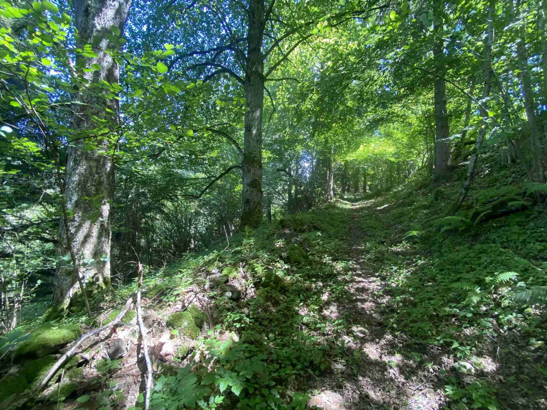 prodej pozemku k.ú. Štěpanice