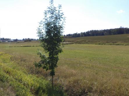 Prodej - pozemek, zemědělská půda, 2 383 m²