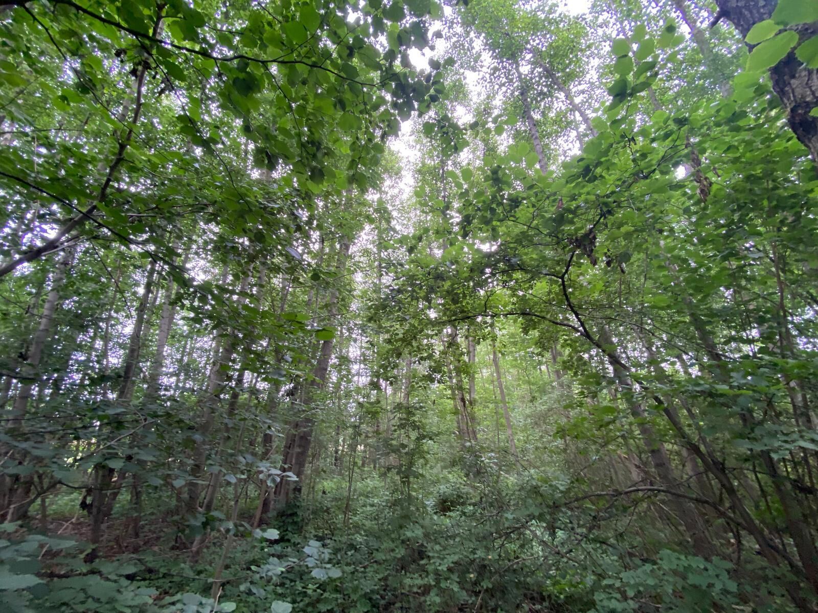 Prodej pozemku Vyžice, obec Slavkovice