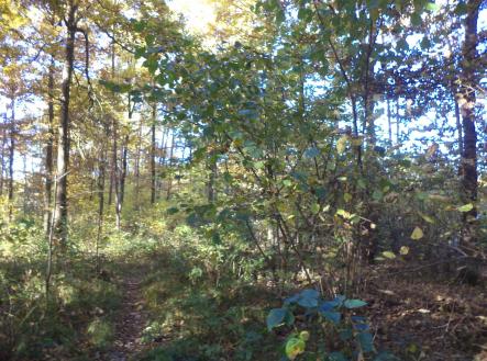 Prodej - pozemek, ostatní, 2 102 m²