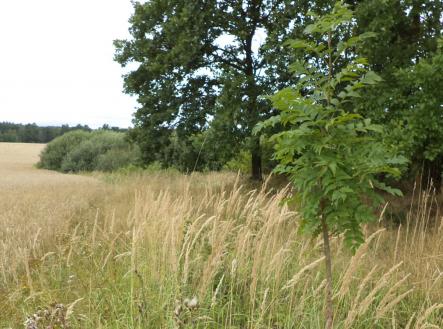 Prodej - pozemek, zemědělská půda, 14 834 m²