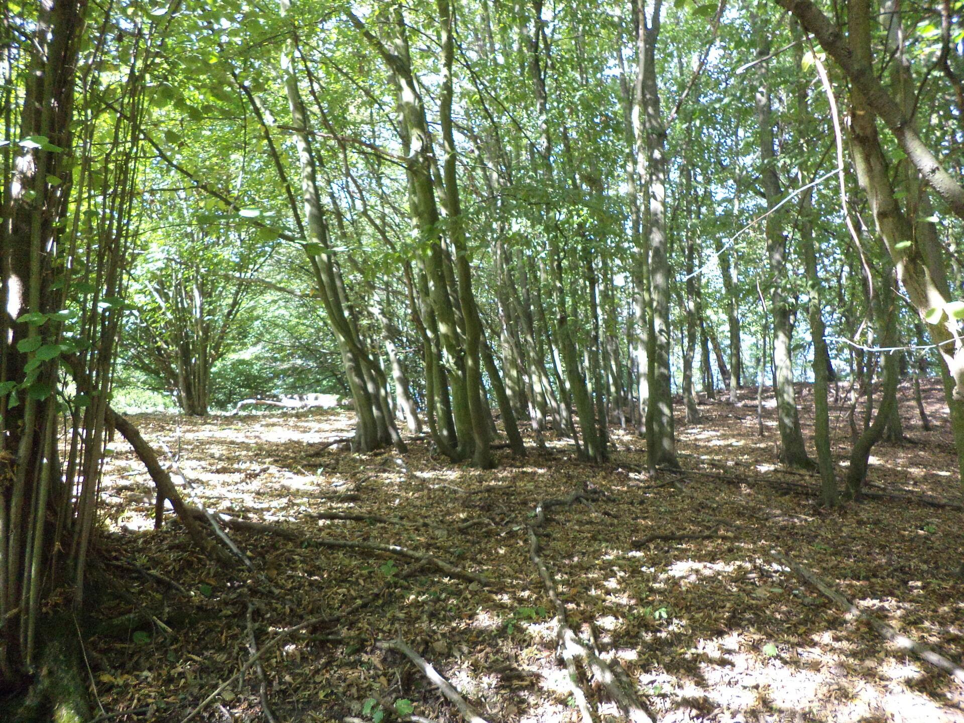 dražba pozemků Malé Březno nad Labem