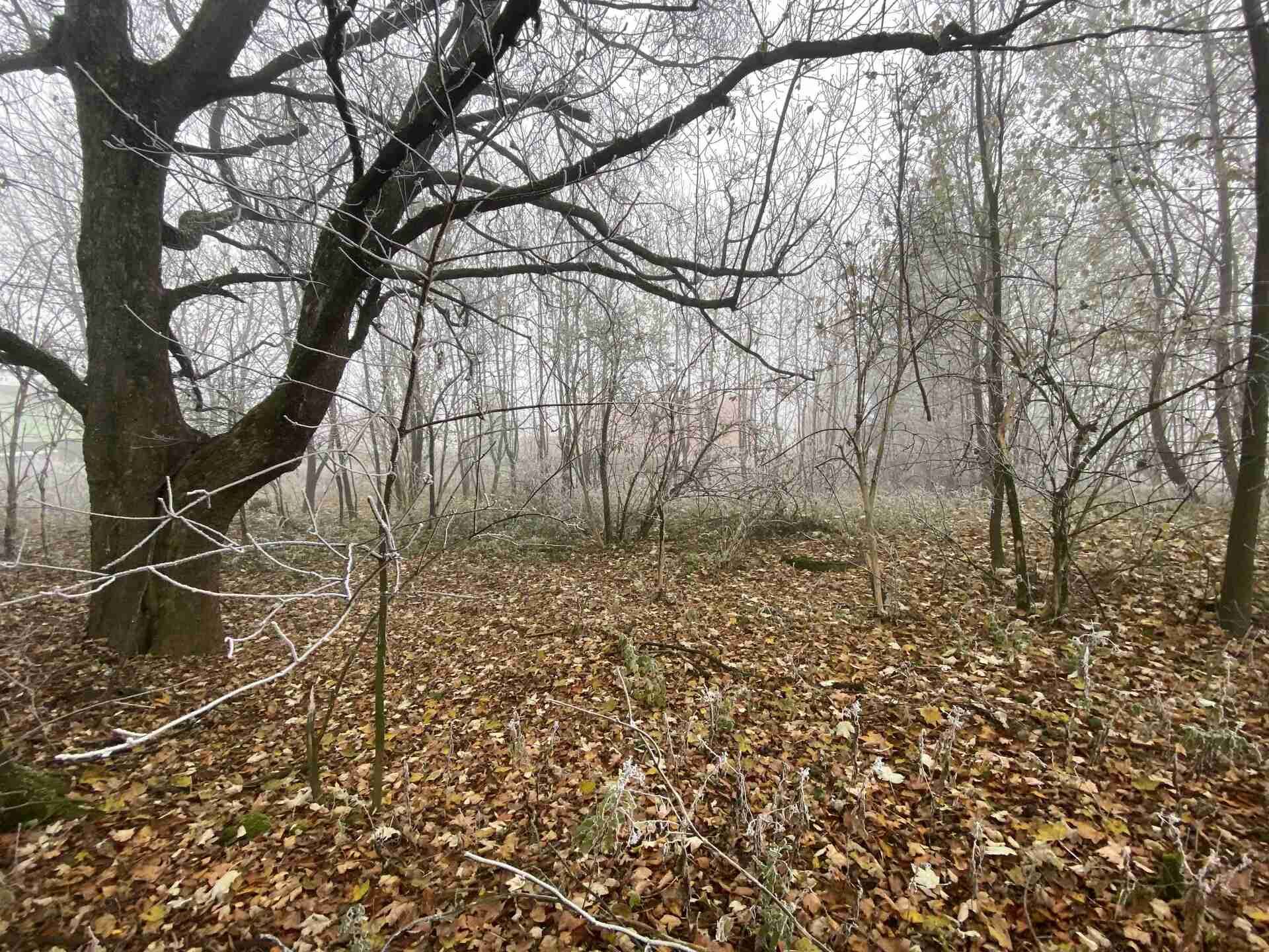 Prodej pozemku Albrechtice u Frýdlantu