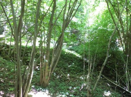 Prodej - pozemek, ostatní, 3 581 m²