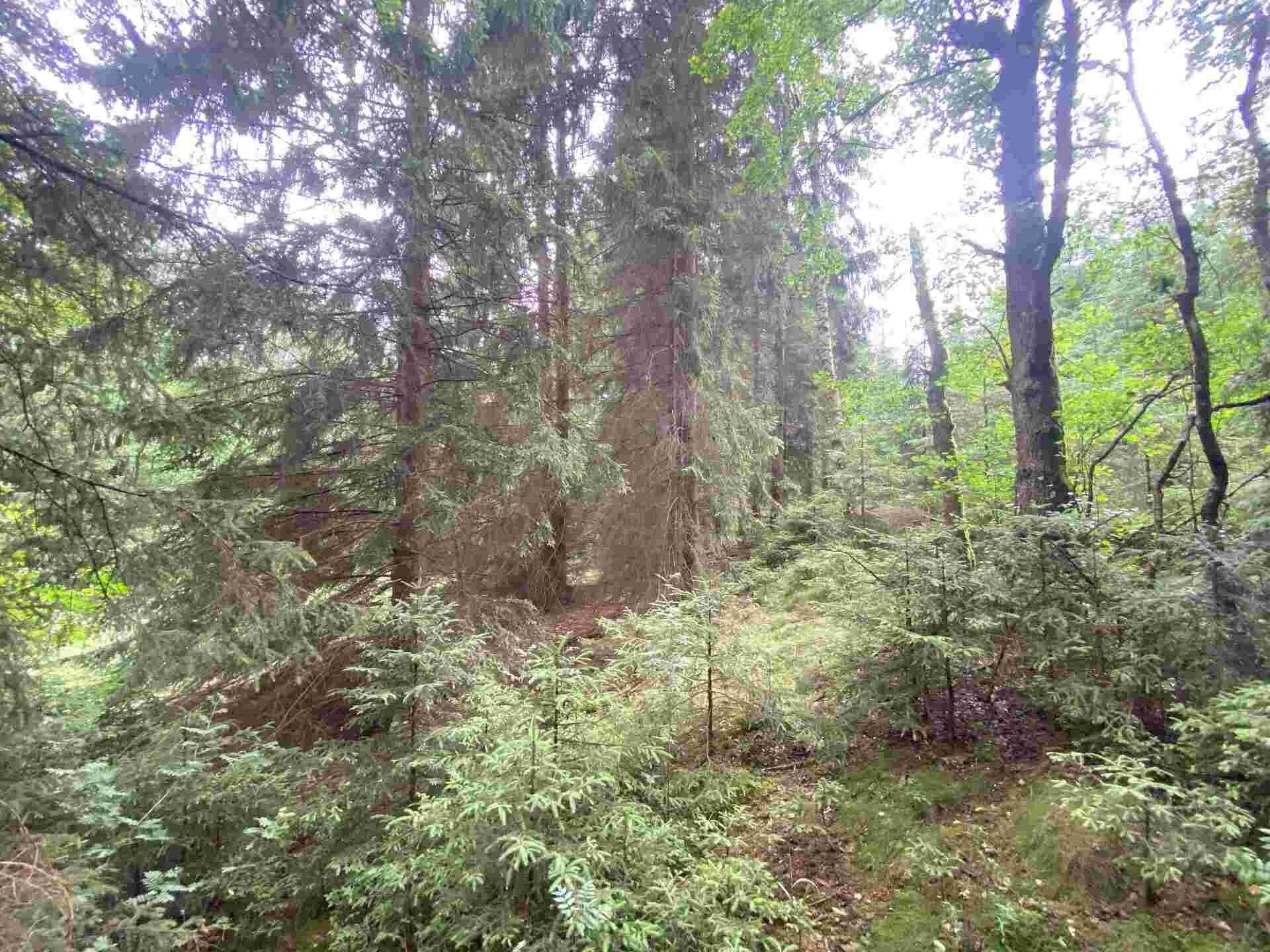 prodej pozemku Újezd u Krásné