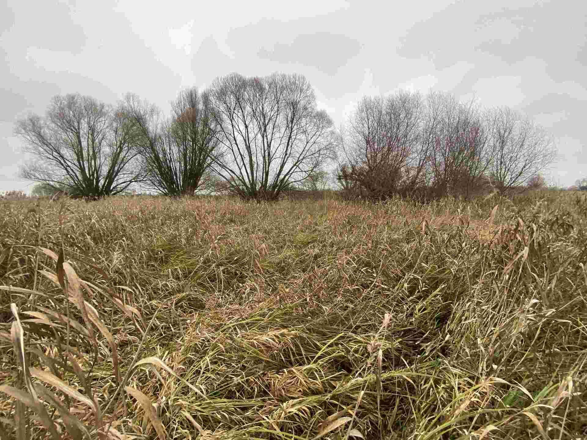 DRAŽBA pozemku Křenovice u Kojetína