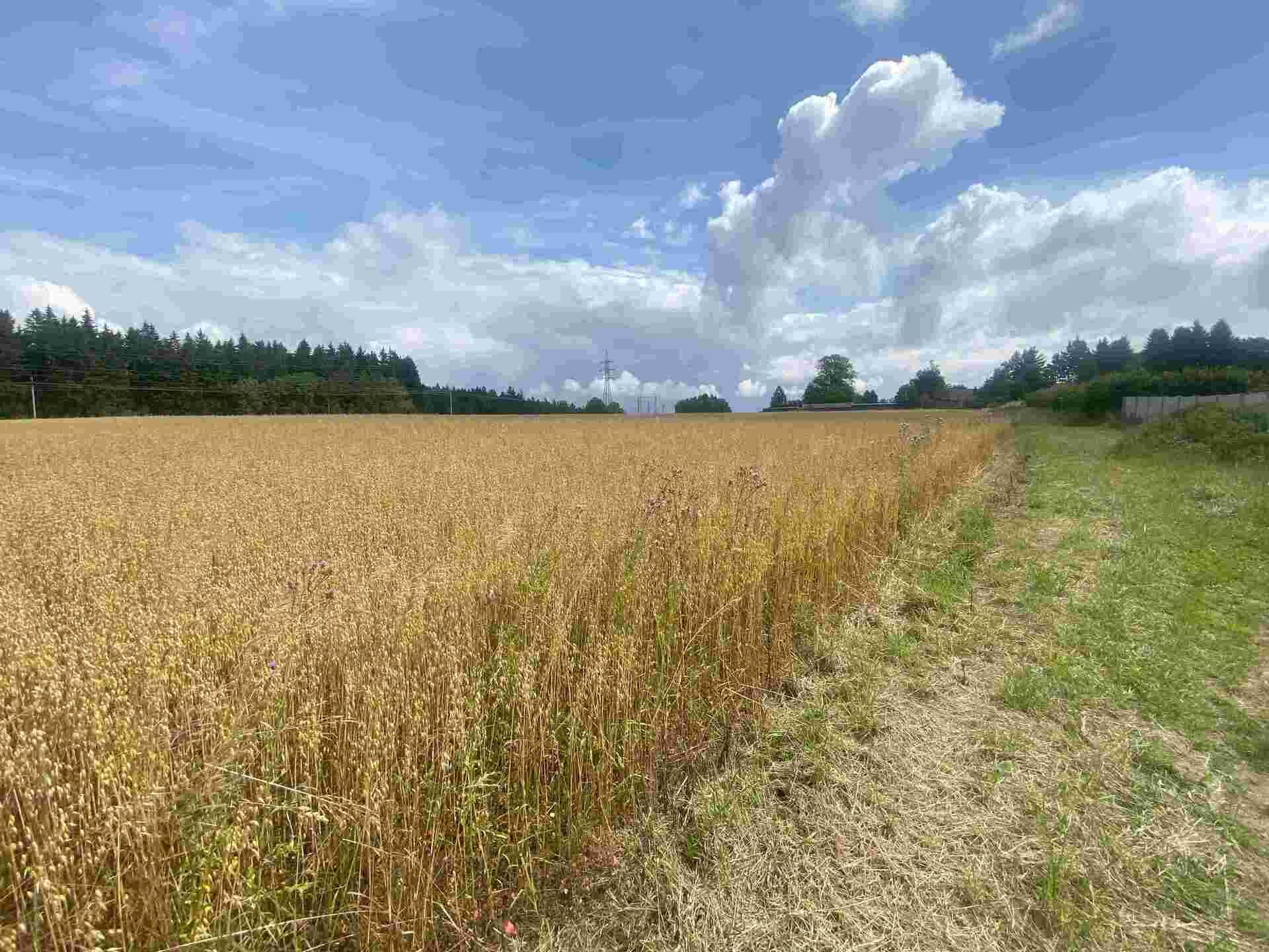 Prodej pozemku Česká Kamenná Horka