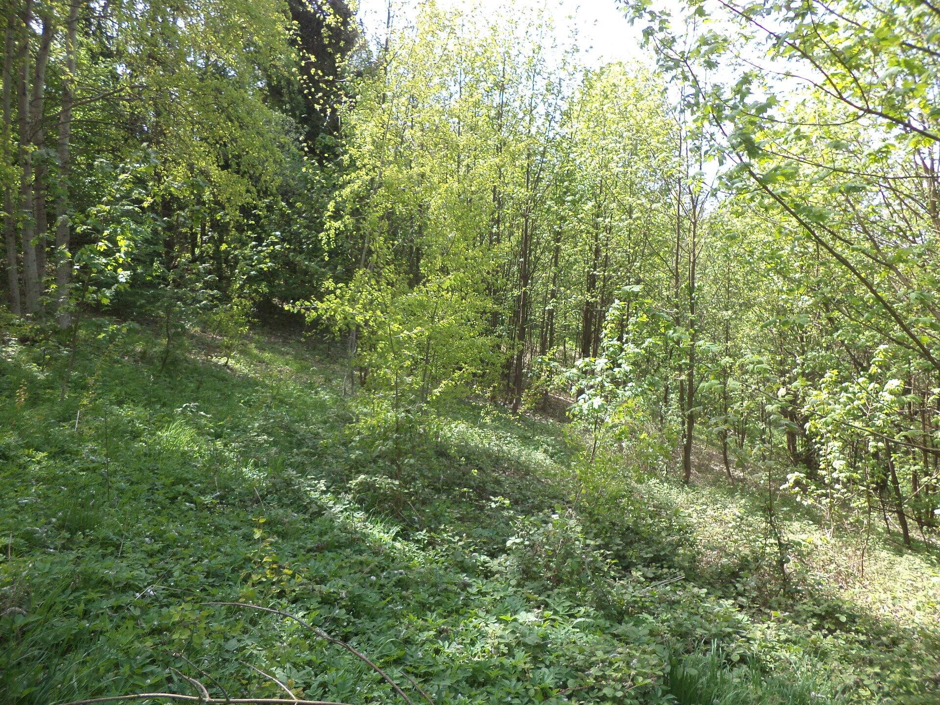 dražba pozemku Líšný